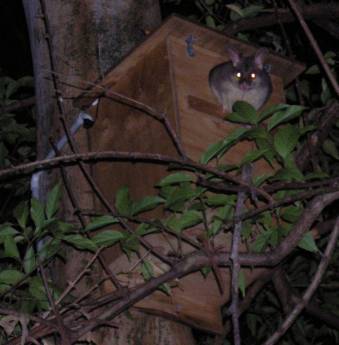 Possum in Box