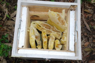 Honeycomb in box 6